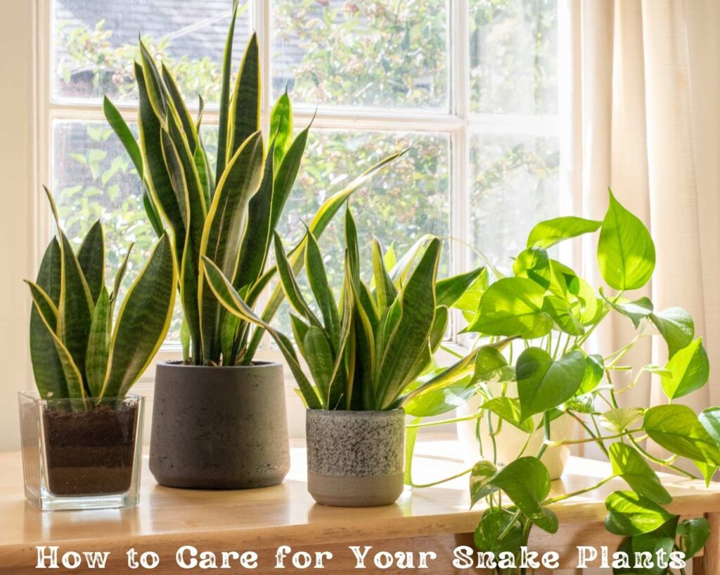 How to Care for Your Snake Plants