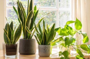 How to Care for Your Snake Plants