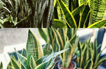 Can snake plants live in water | How to Grow Snake Plants in Water