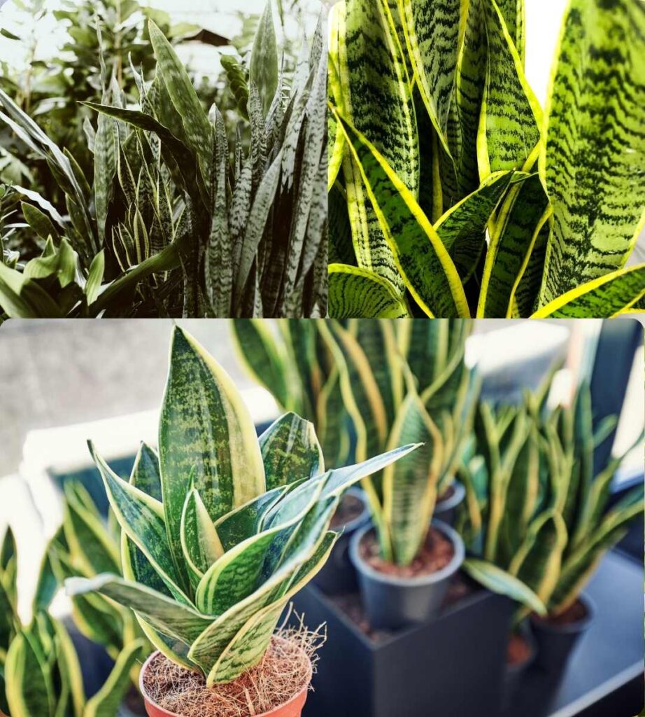 can snake plants live in water